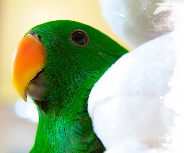 Healthy Eclectus neonate baby