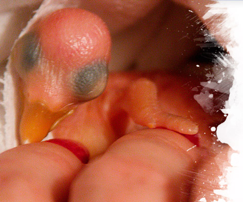 Healthy Eclectus development