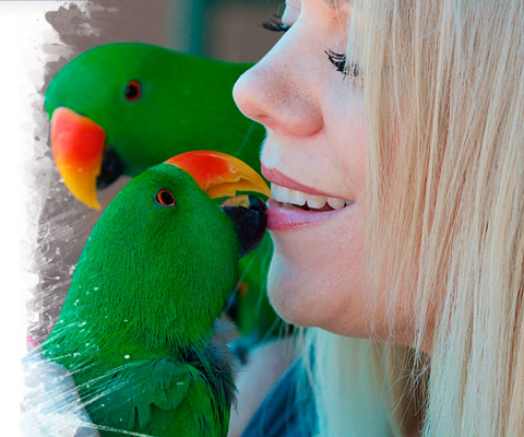 Healthy Eclectus Parrot