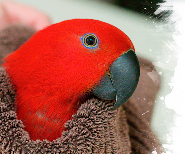 Parrot proof your home