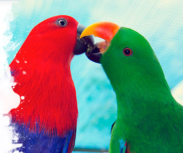Are male Eclectus better than females?